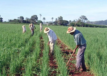 PIB AGROPECUÁRIO TERÁ CRESCIMENTO DE 10,9% ESTE ANO PREVÊ IPEA