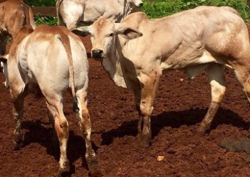 CIENTISTAS BRASILEIROS DESENVOLVEM REBANHO MUSCULOSO COM 10% A MAIS DE CARNE